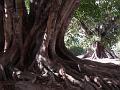 Banyan Tree x 2